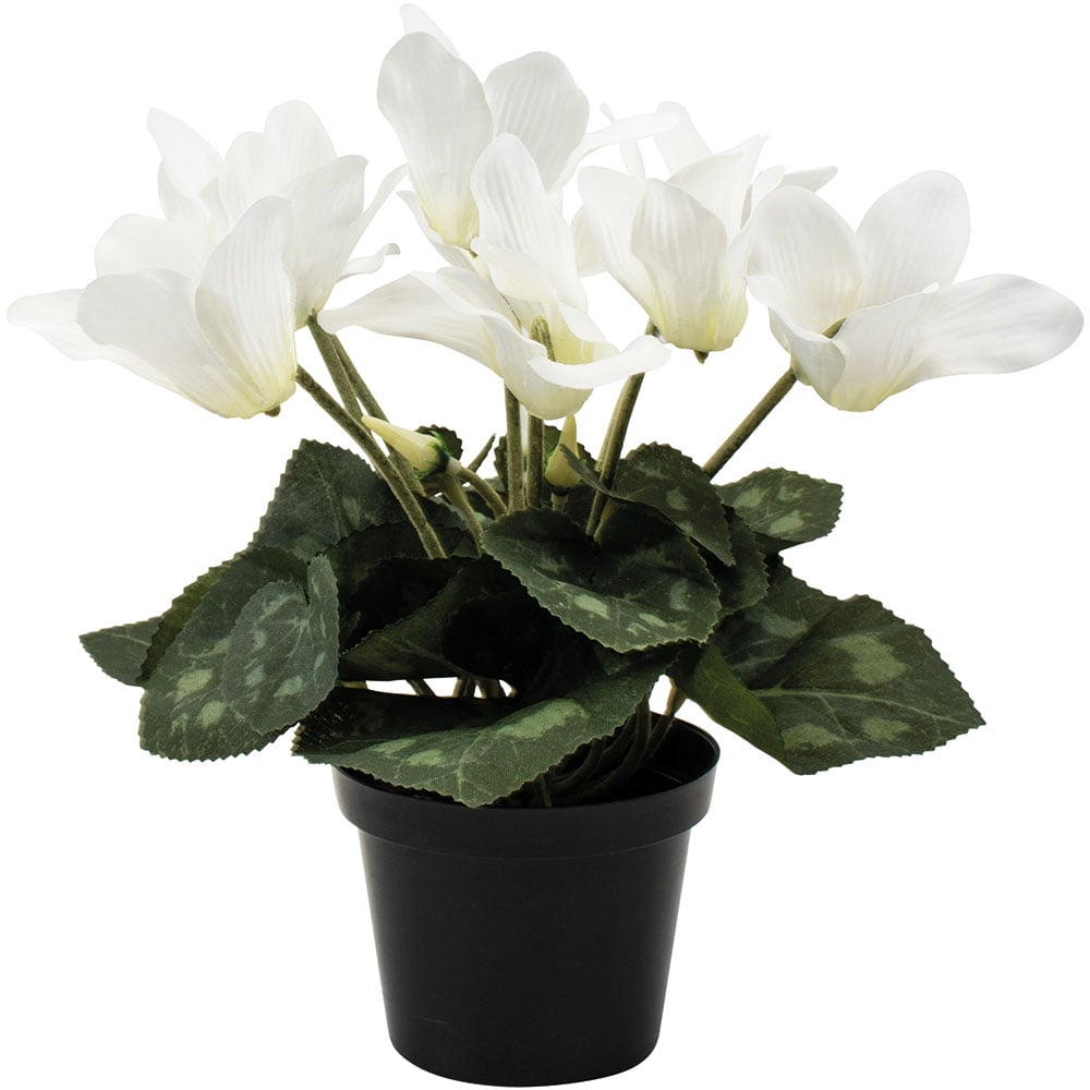 Faux White Cyclamen In Black Pot