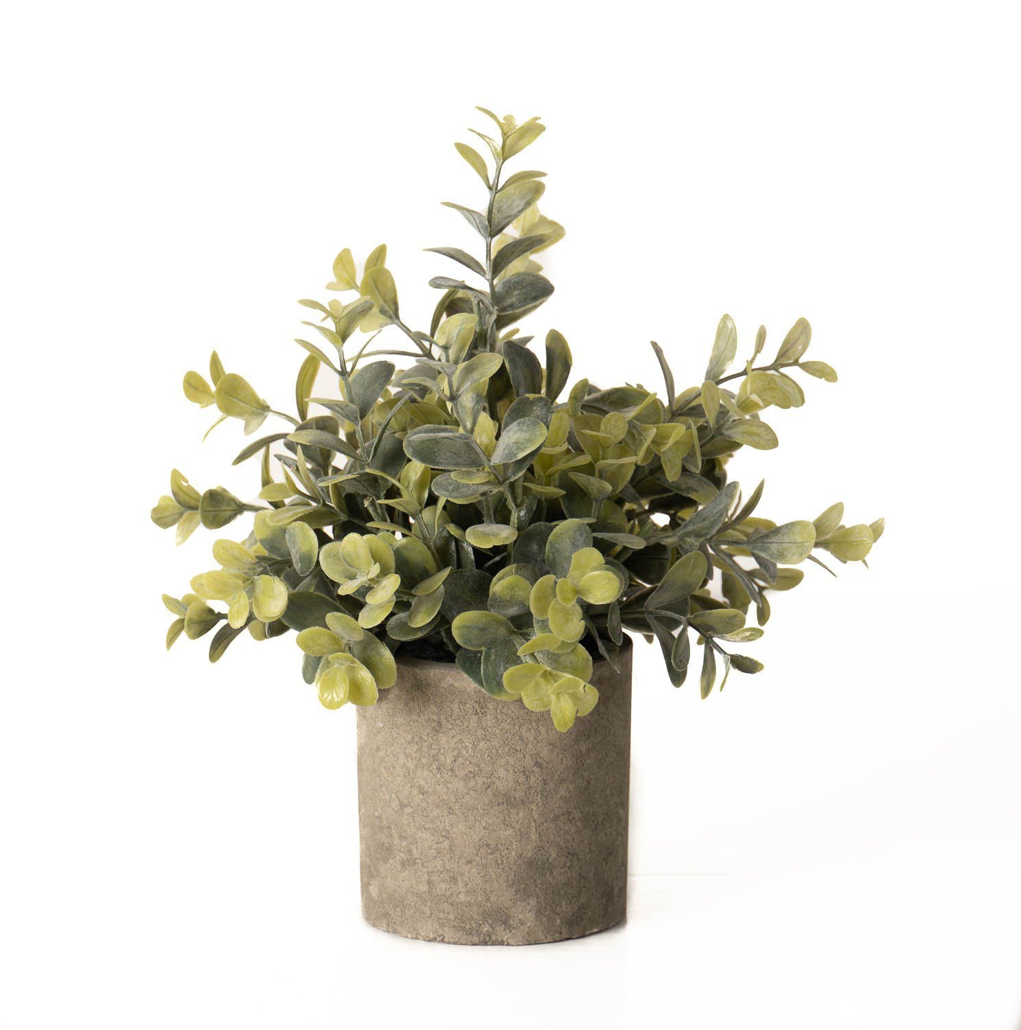 22094-eucalyptus-plant-stone-pot