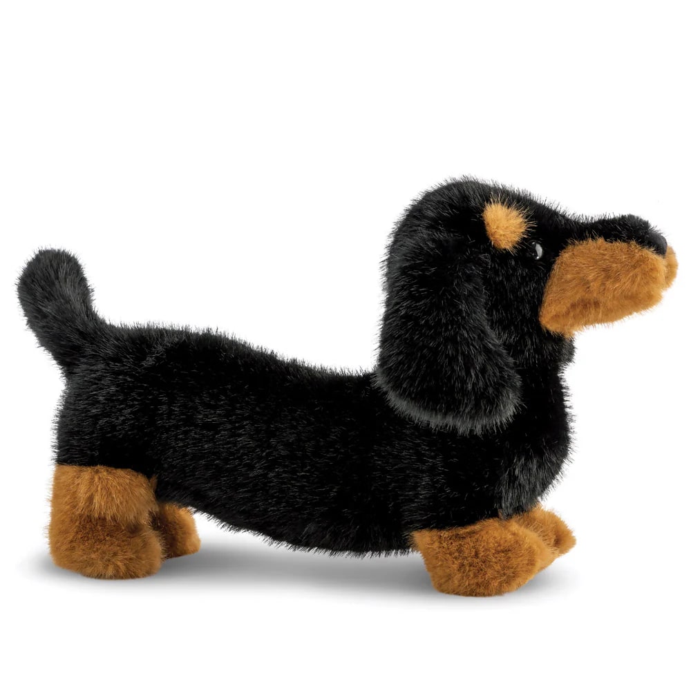 Borealis - Koda Dachshund Dog