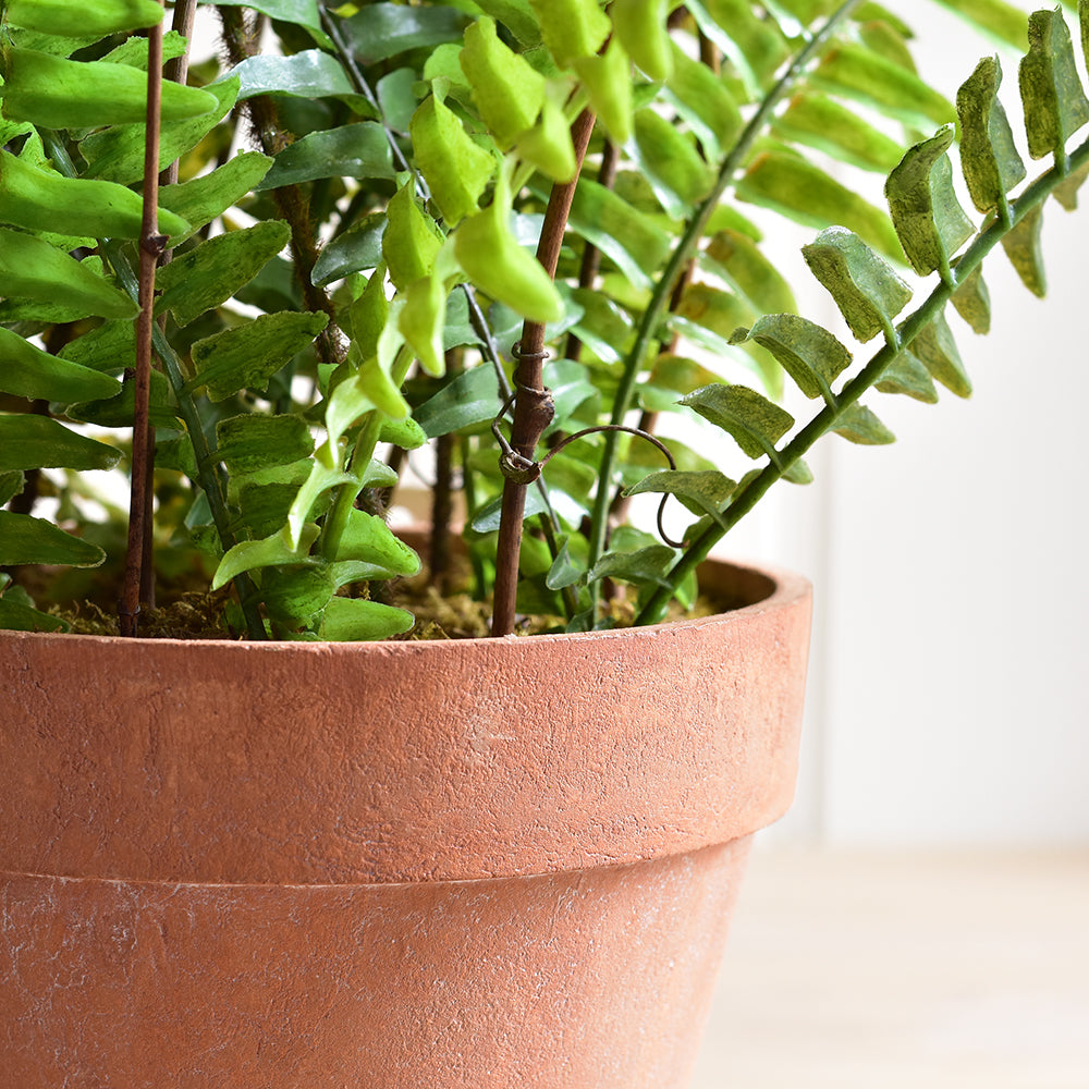 Boston Faux Fern In Terracotta Pot
